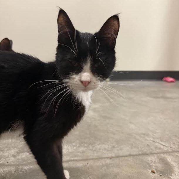 Enlarge Shaggy, a Adoptable Domestic Short Hair in Saint Cloud, MN image 2/5