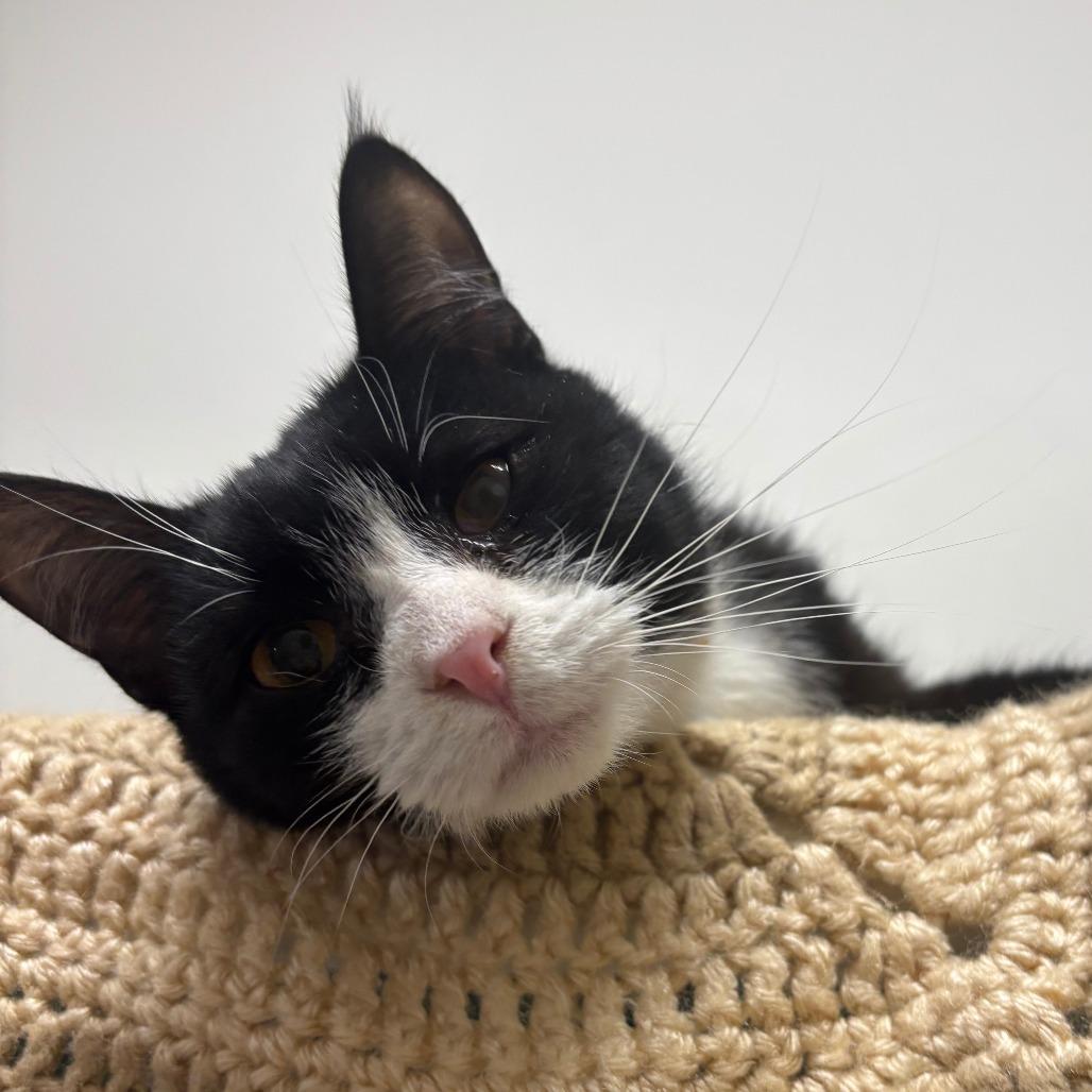 Enlarge Shaggy, a Adoptable Domestic Short Hair in Saint Cloud, MN image 3/5