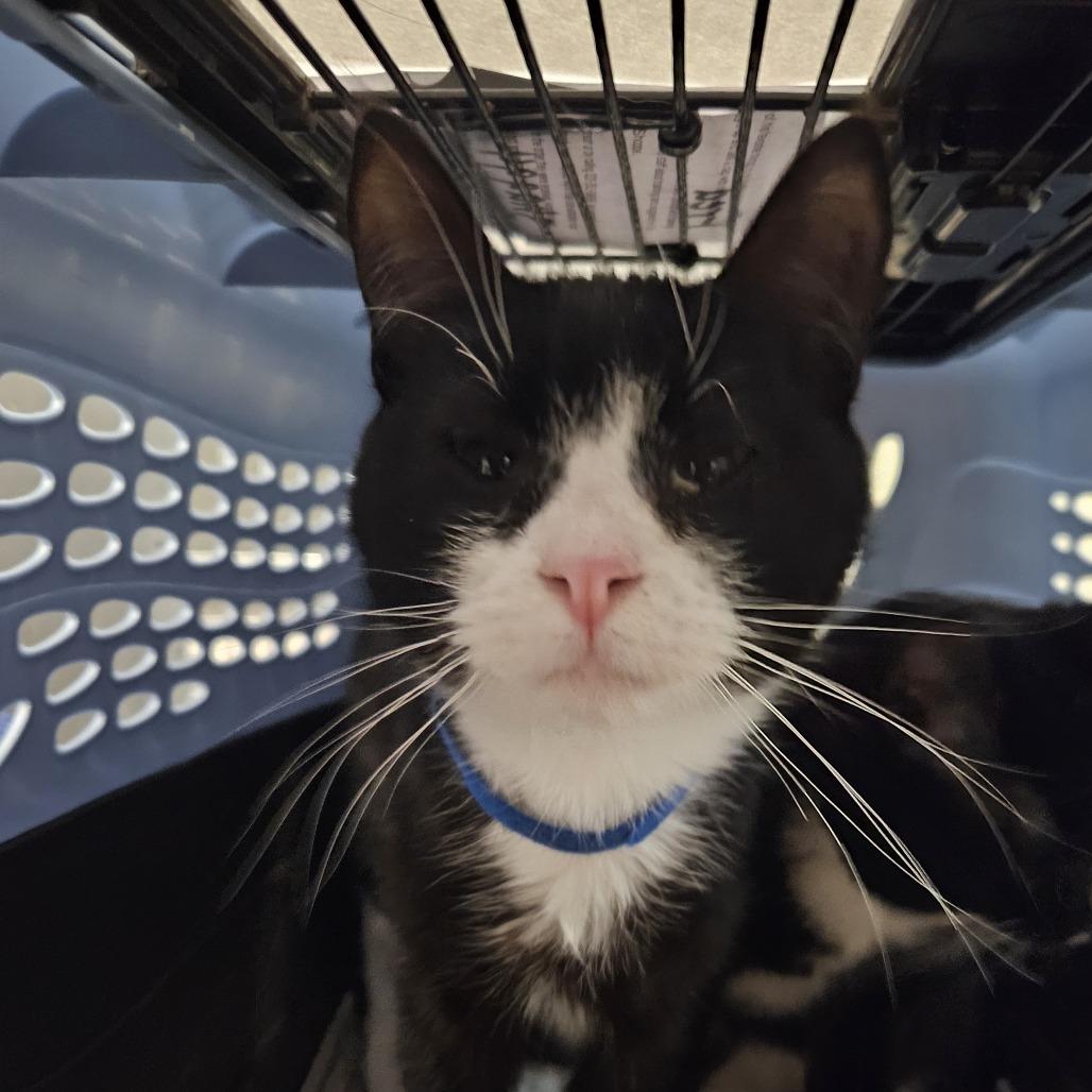 Enlarge Shaggy, a Adoptable Domestic Short Hair in Saint Cloud, MN image 4/5