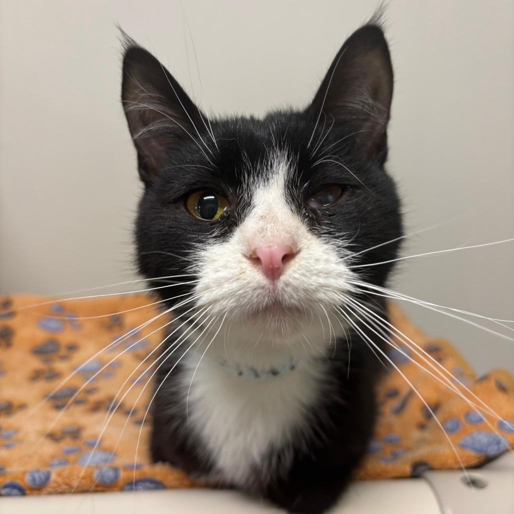 Enlarge Shaggy, a Adoptable Domestic Short Hair in Saint Cloud, MN image 5/5