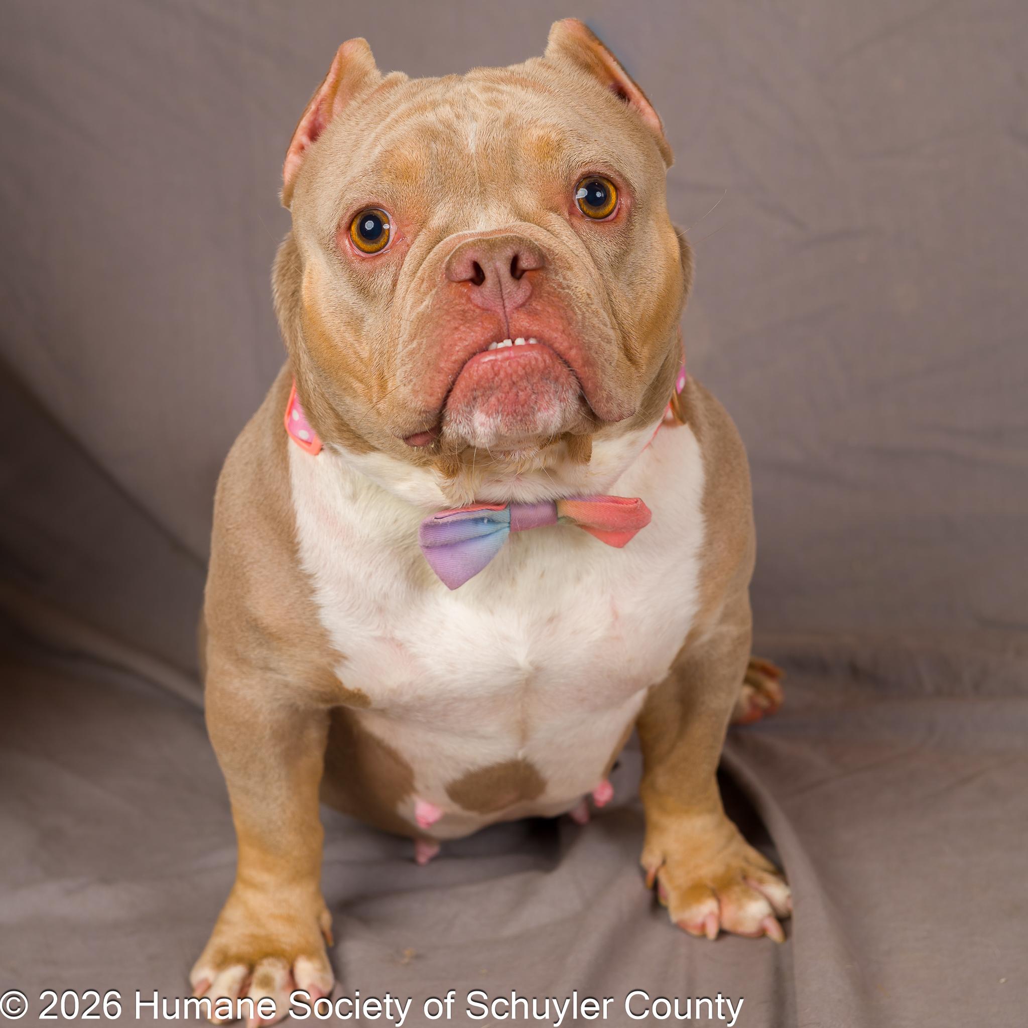 Iris, a ADOPTABLE American Bully in Montour Falls, NY image 3/4