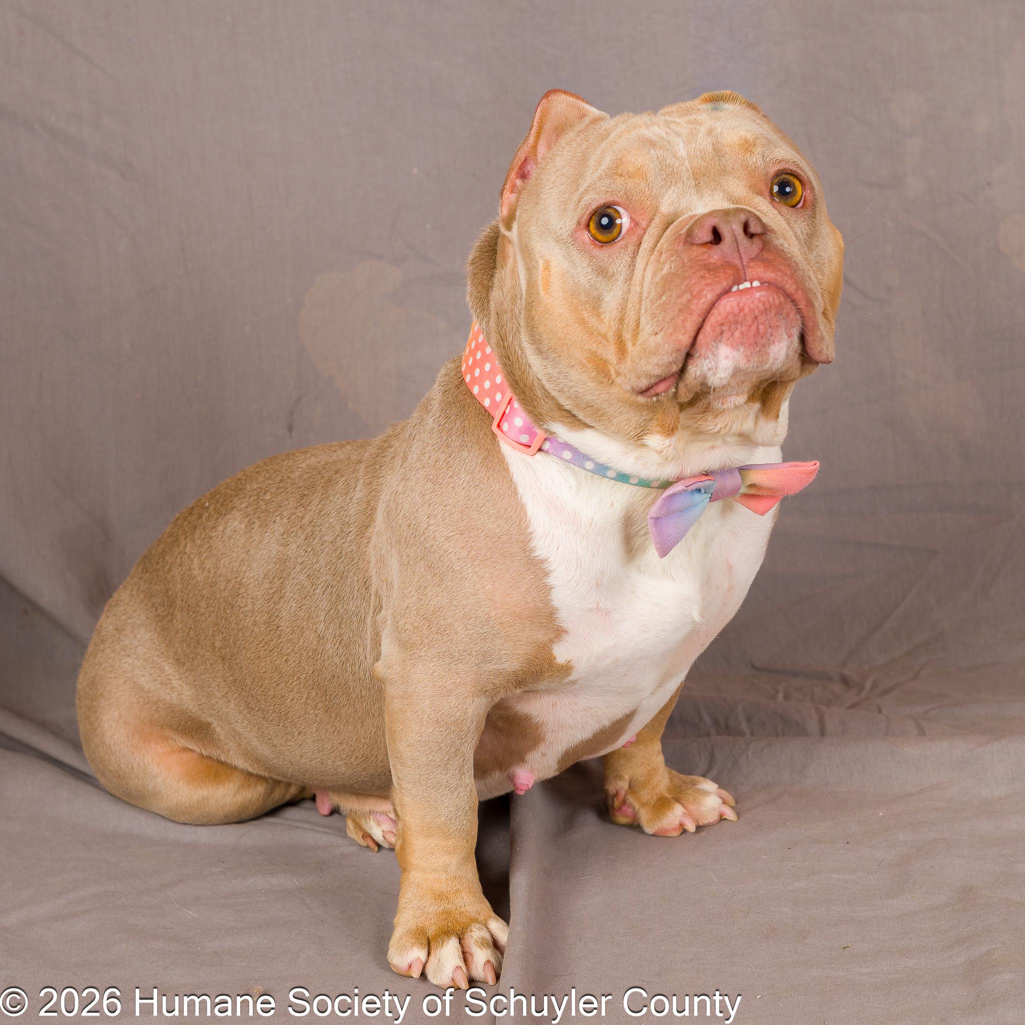 Iris, a ADOPTABLE American Bully in Montour Falls, NY image 4/4