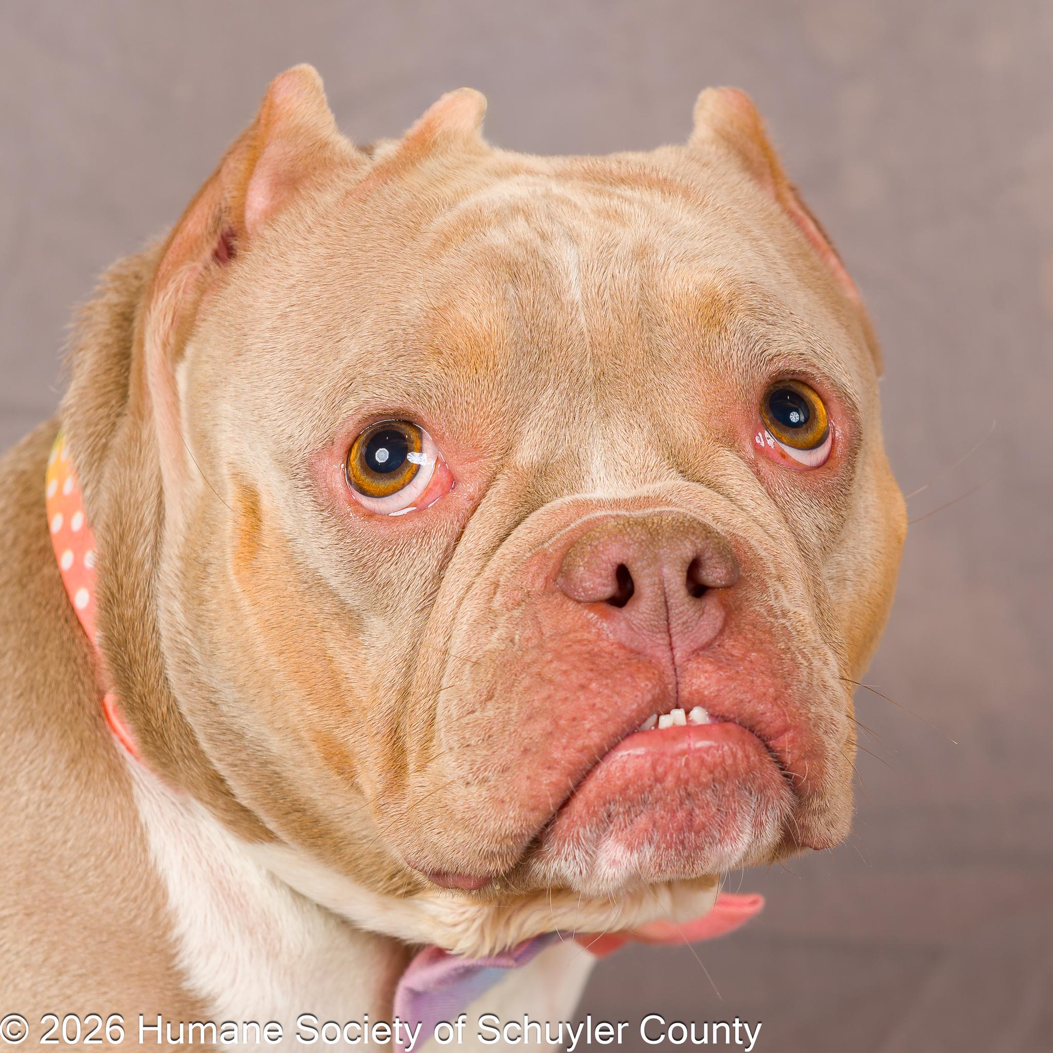 Iris, a ADOPTABLE American Bully in Montour Falls, NY image 2/4