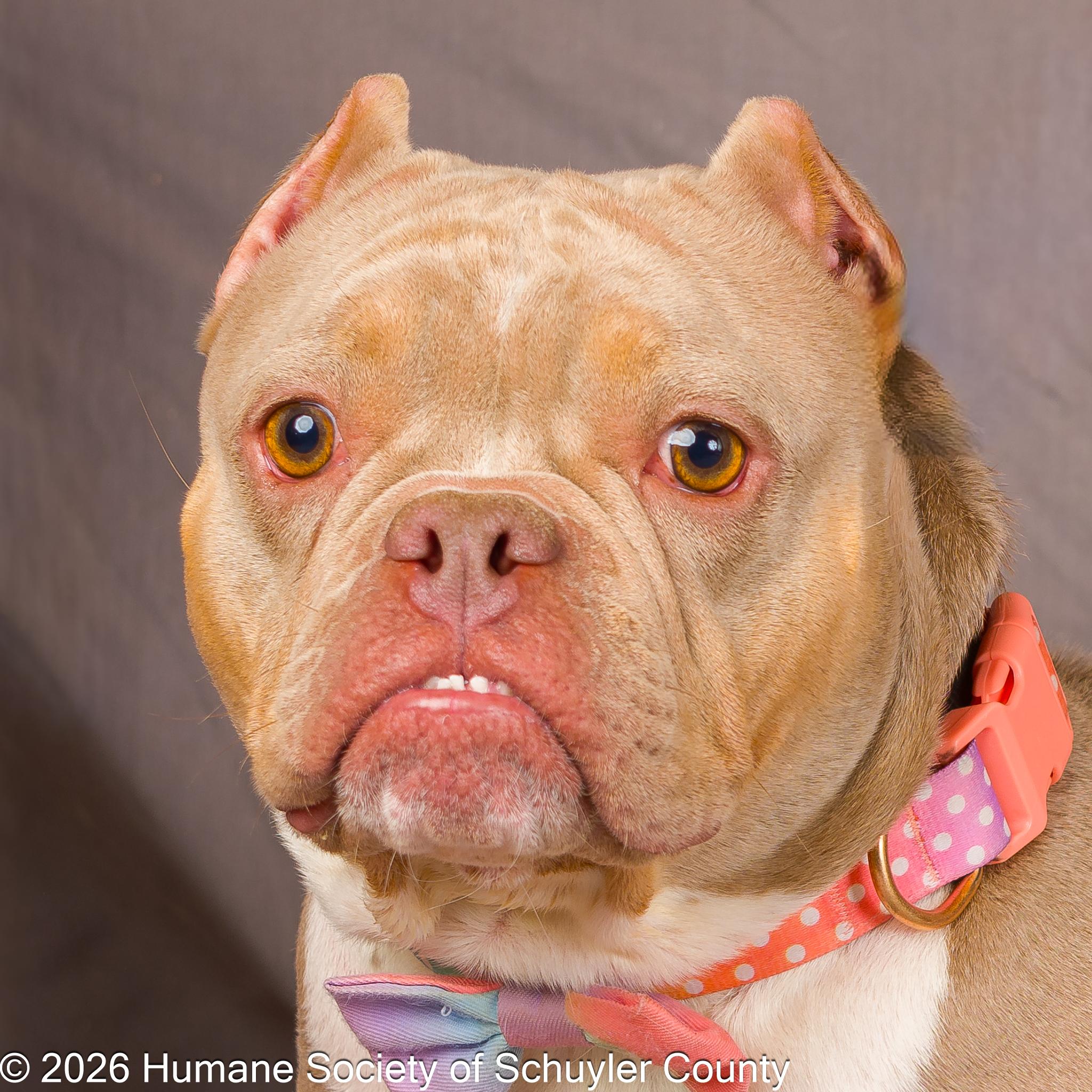 Iris, a ADOPTABLE American Bully in Montour Falls, NY image 1/4