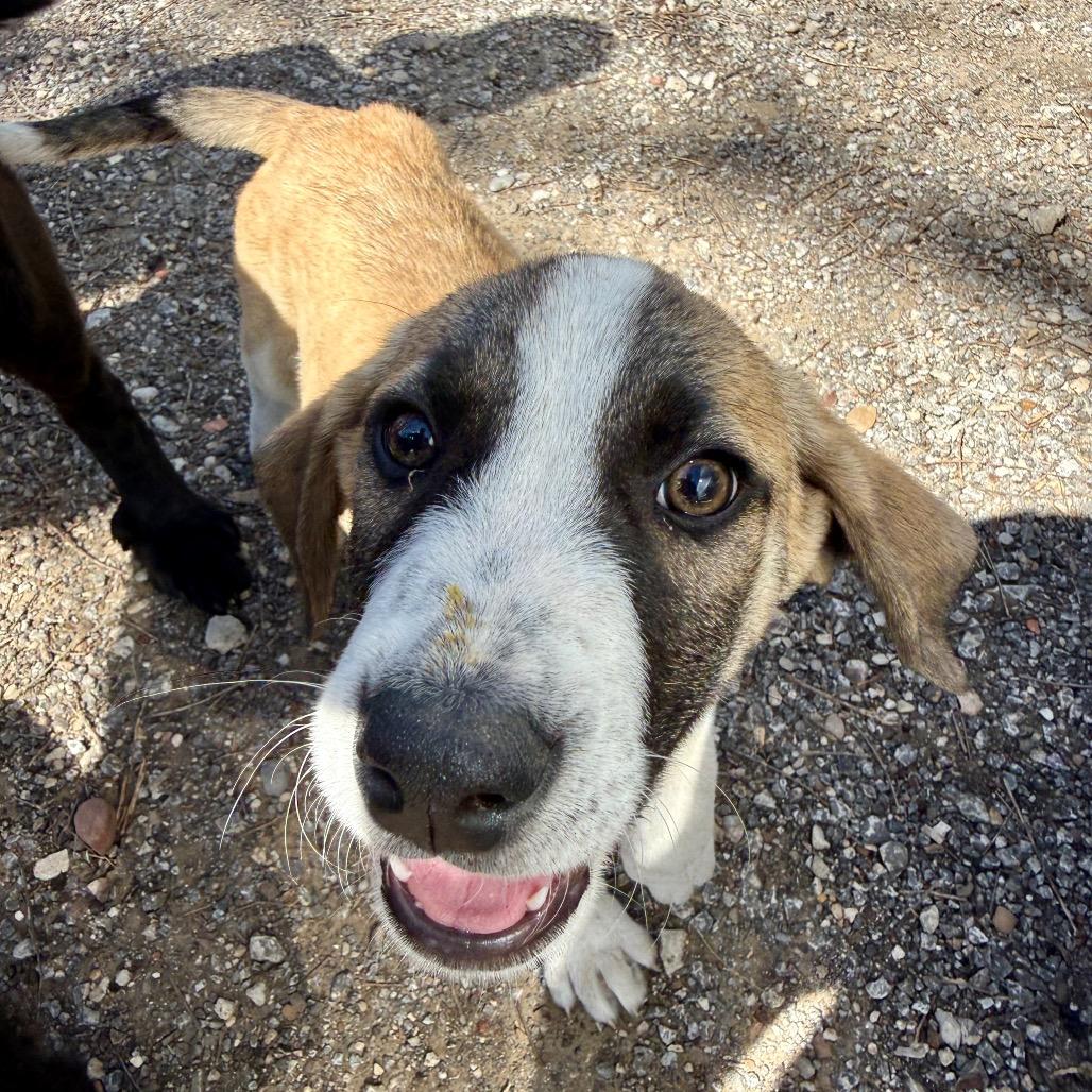 Enlarge Forrest, a Adoptable mixed breed in Ennis, TX image 1/1