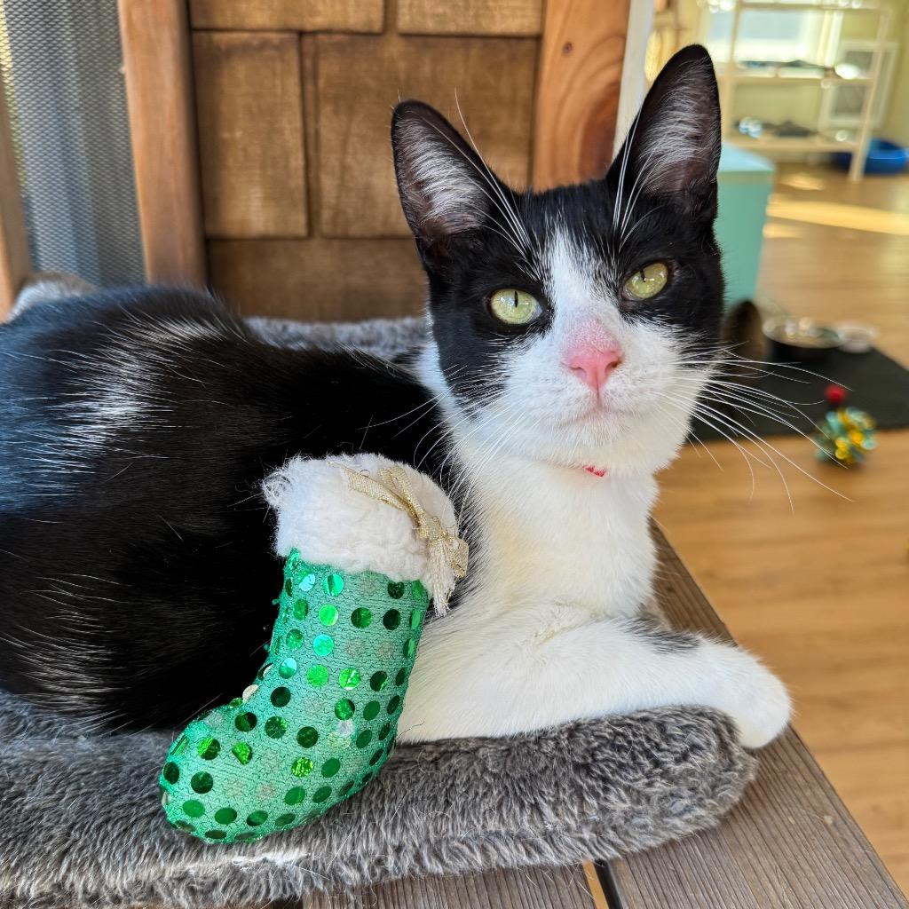 Kirk, Adoptable, Young Male Domestic Short Hair.