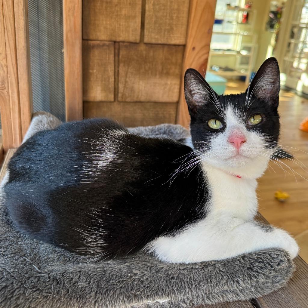 Enlarge Kirk, a Adoptable mixed breed in Cambria, CA image 2/5