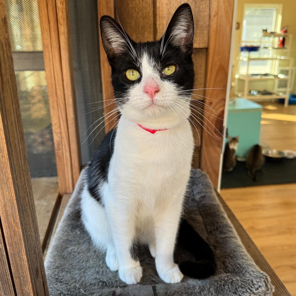 Enlarge Kirk, a Adoptable mixed breed in Cambria, CA image 3/5