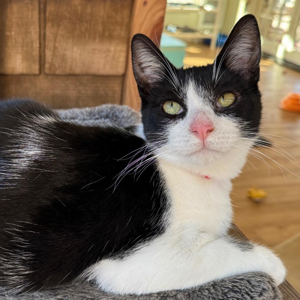 Enlarge Kirk, a Adoptable mixed breed in Cambria, CA image 4/5