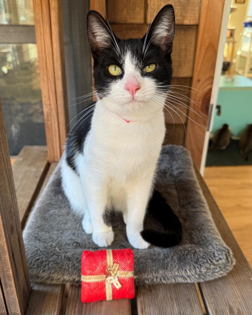 Enlarge Kirk, a Adoptable mixed breed in Cambria, CA image 5/5