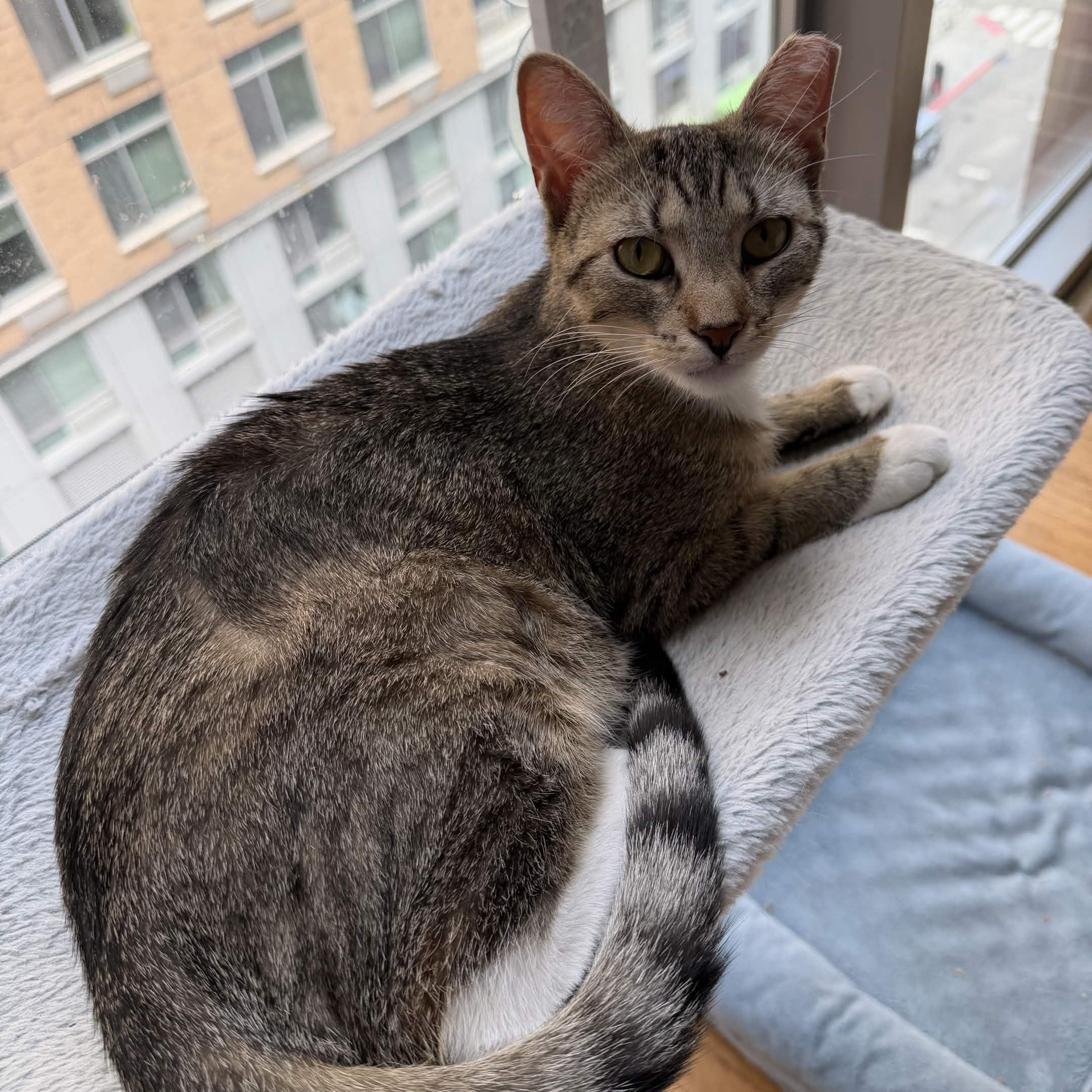 Nube, adoptable, Kitten Female Domestic Short Hair.