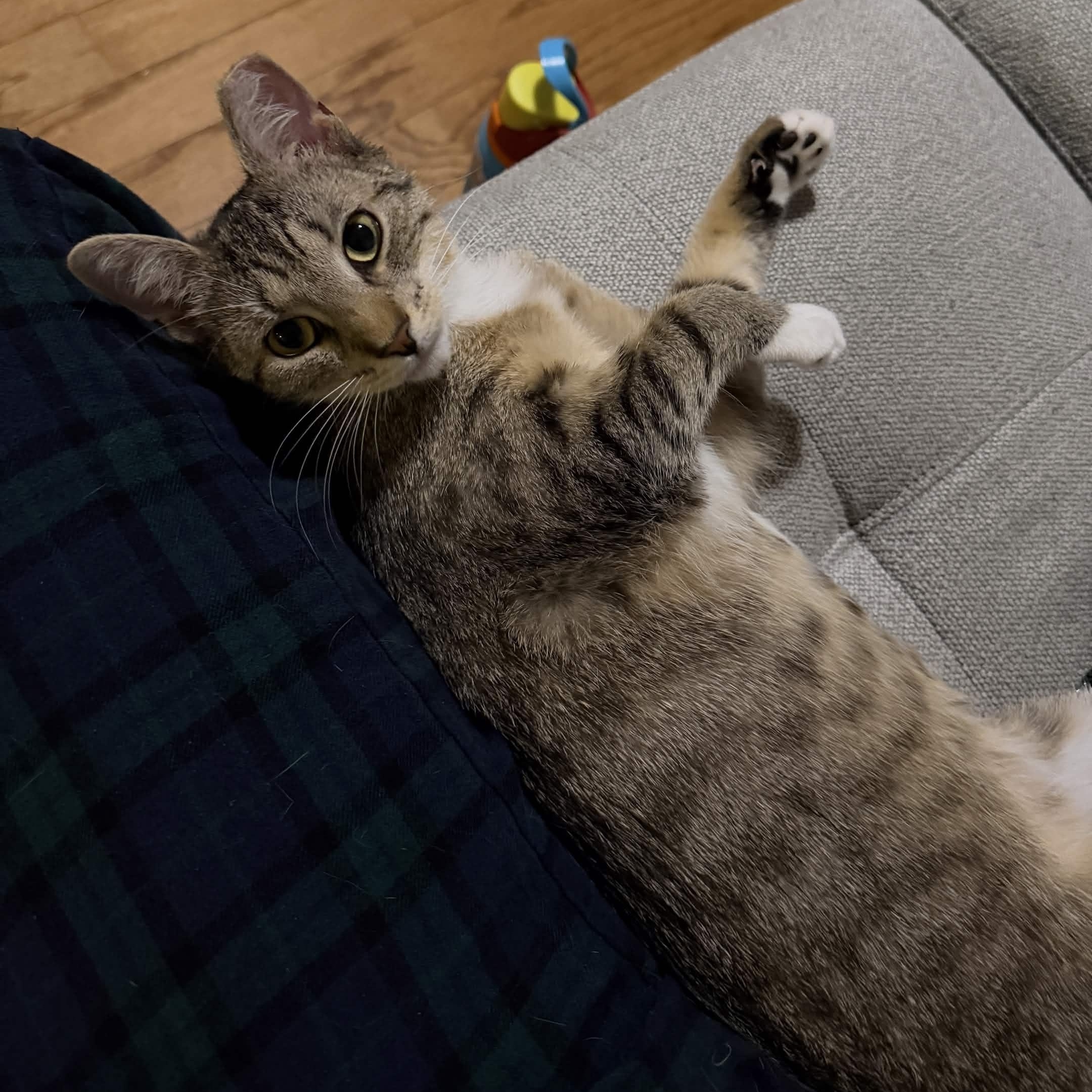 Enlarge Nube, an adoptable Domestic Short Hair in Weehawken, NJ image 5/6