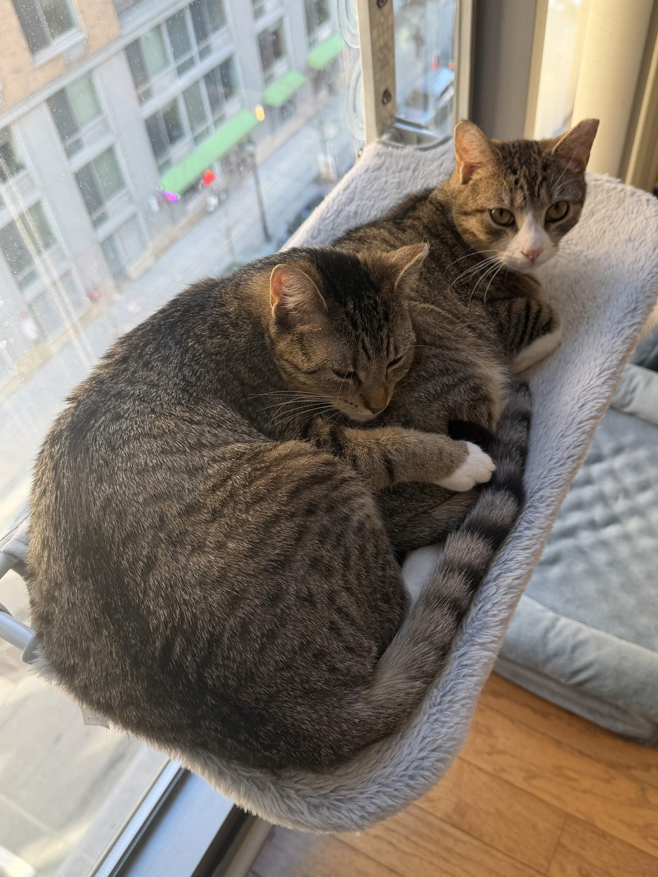 Enlarge Nube, an adoptable Domestic Short Hair in Weehawken, NJ image 2/6