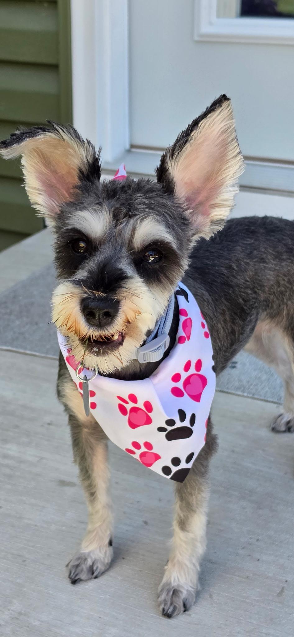 Enlarge Pepper, an adopted Miniature Schnauzer in Cleveland, OH image 3/4
