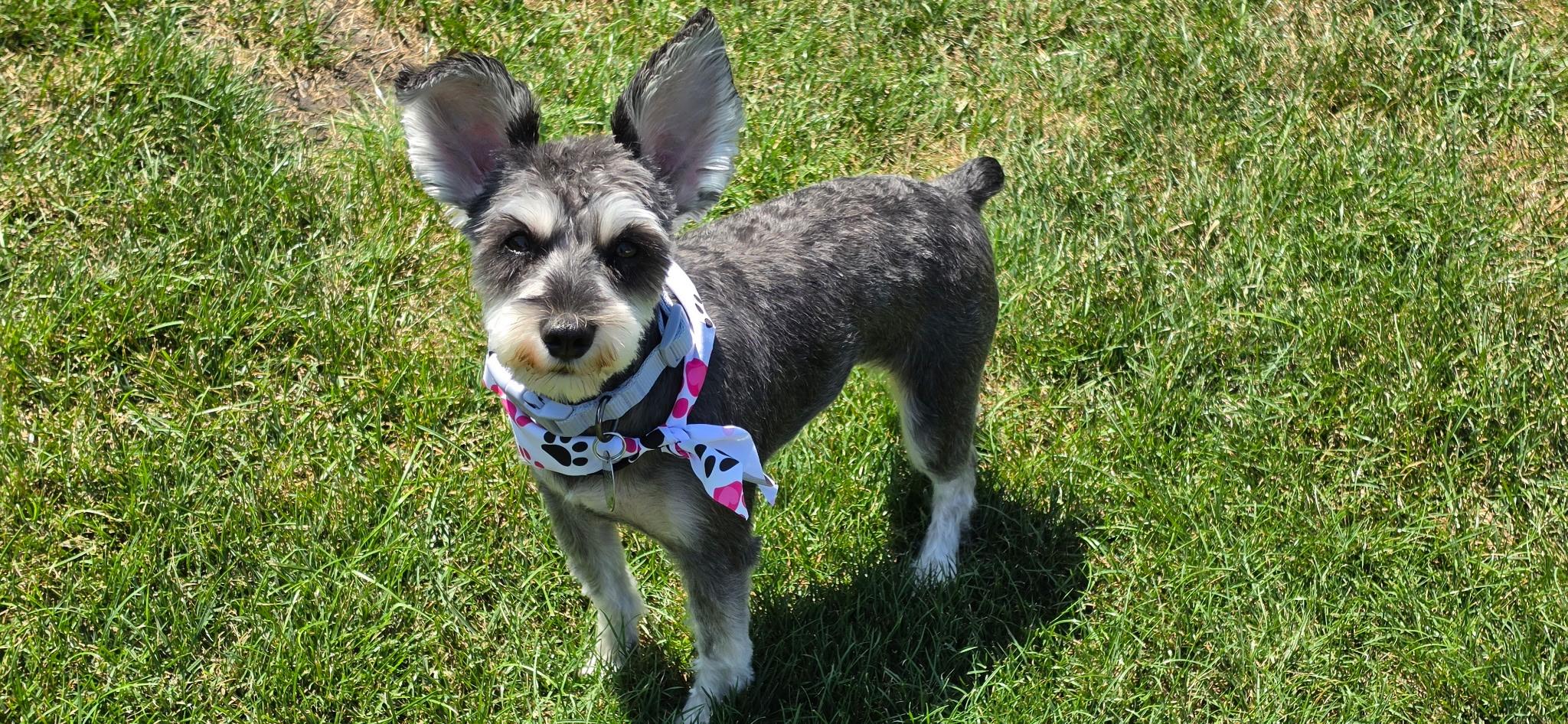 Pepper, adopted, Young Female Miniature Schnauzer.