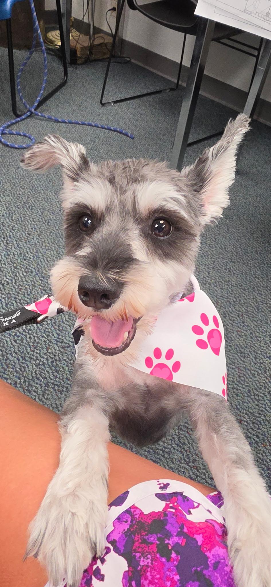 Enlarge Pepper, an adopted Miniature Schnauzer in Cleveland, OH image 2/4