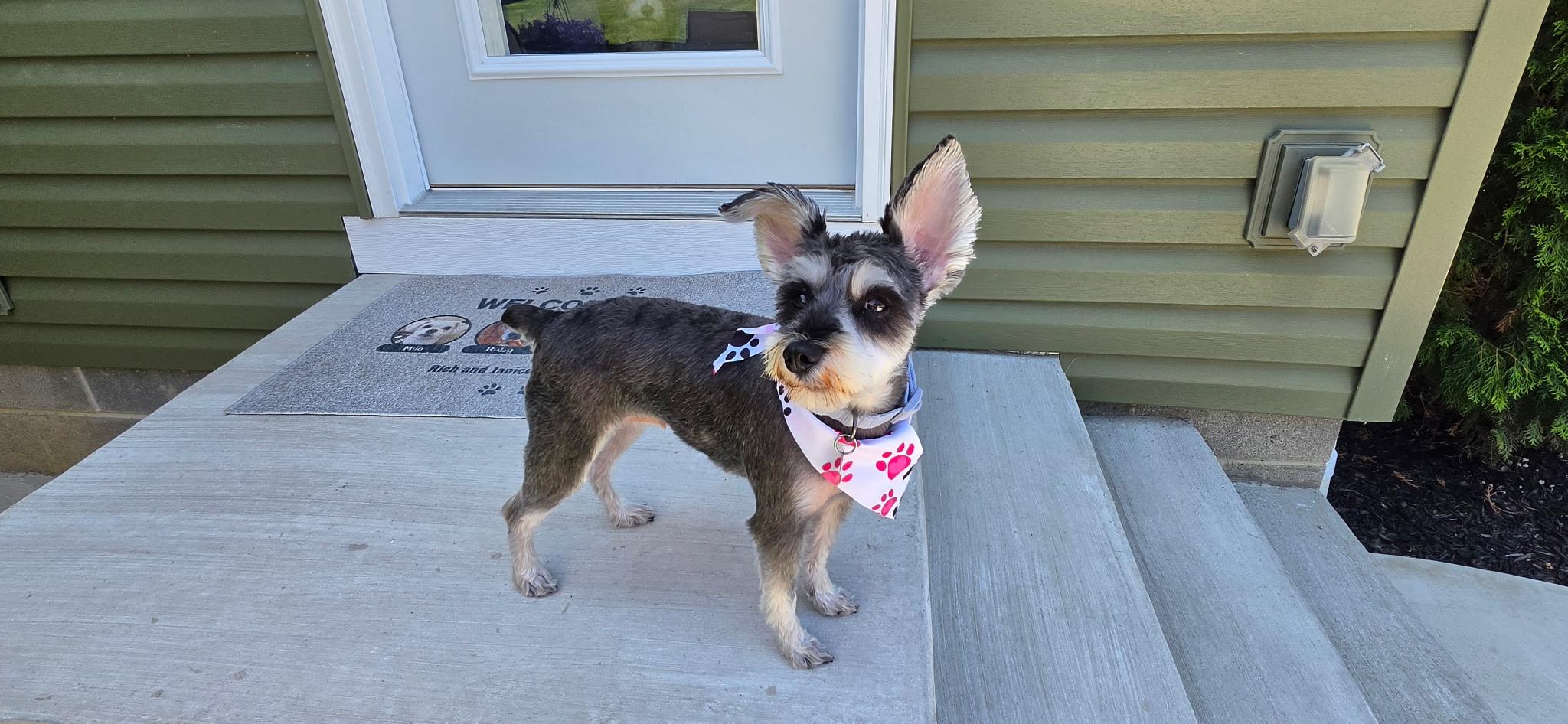 Enlarge Pepper, an adopted Miniature Schnauzer in Cleveland, OH image 4/4