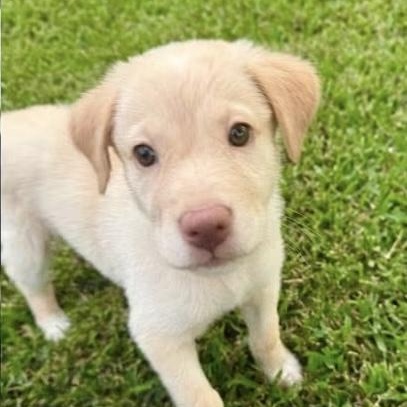 Lainey Lou, an adopted mixed breed in Springville, NY image 2/3