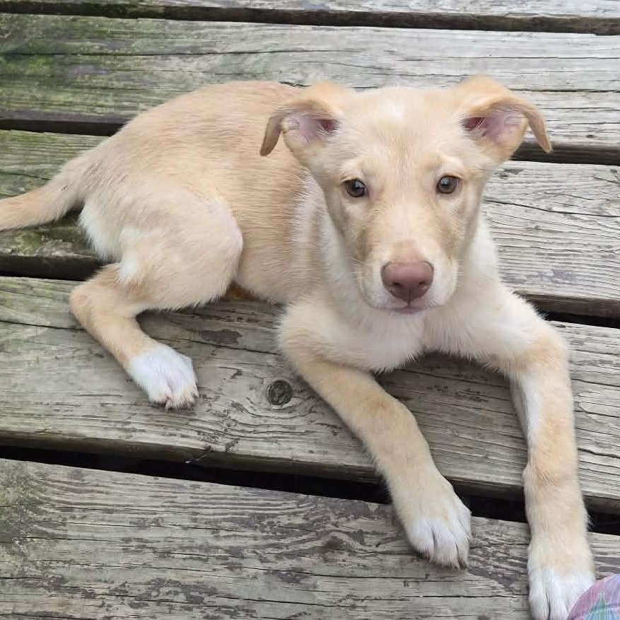 Lainey Lou, adopted, Puppy Female Yellow Labrador Retriever.