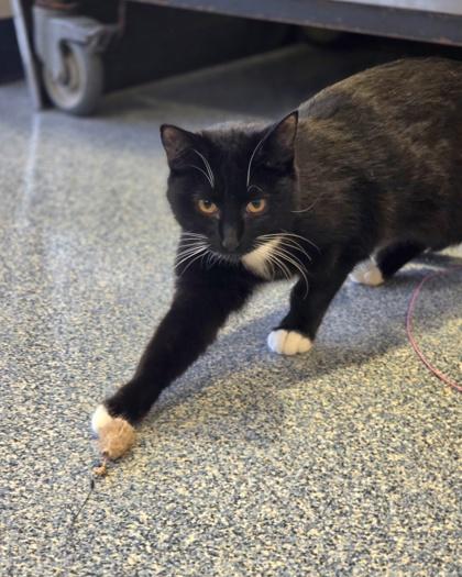 Enlarge Junie, a Adoptable mixed breed in Westland, MI image 2/3