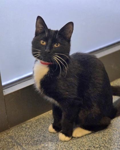 Enlarge Junie, a Adoptable mixed breed in Westland, MI image 3/3