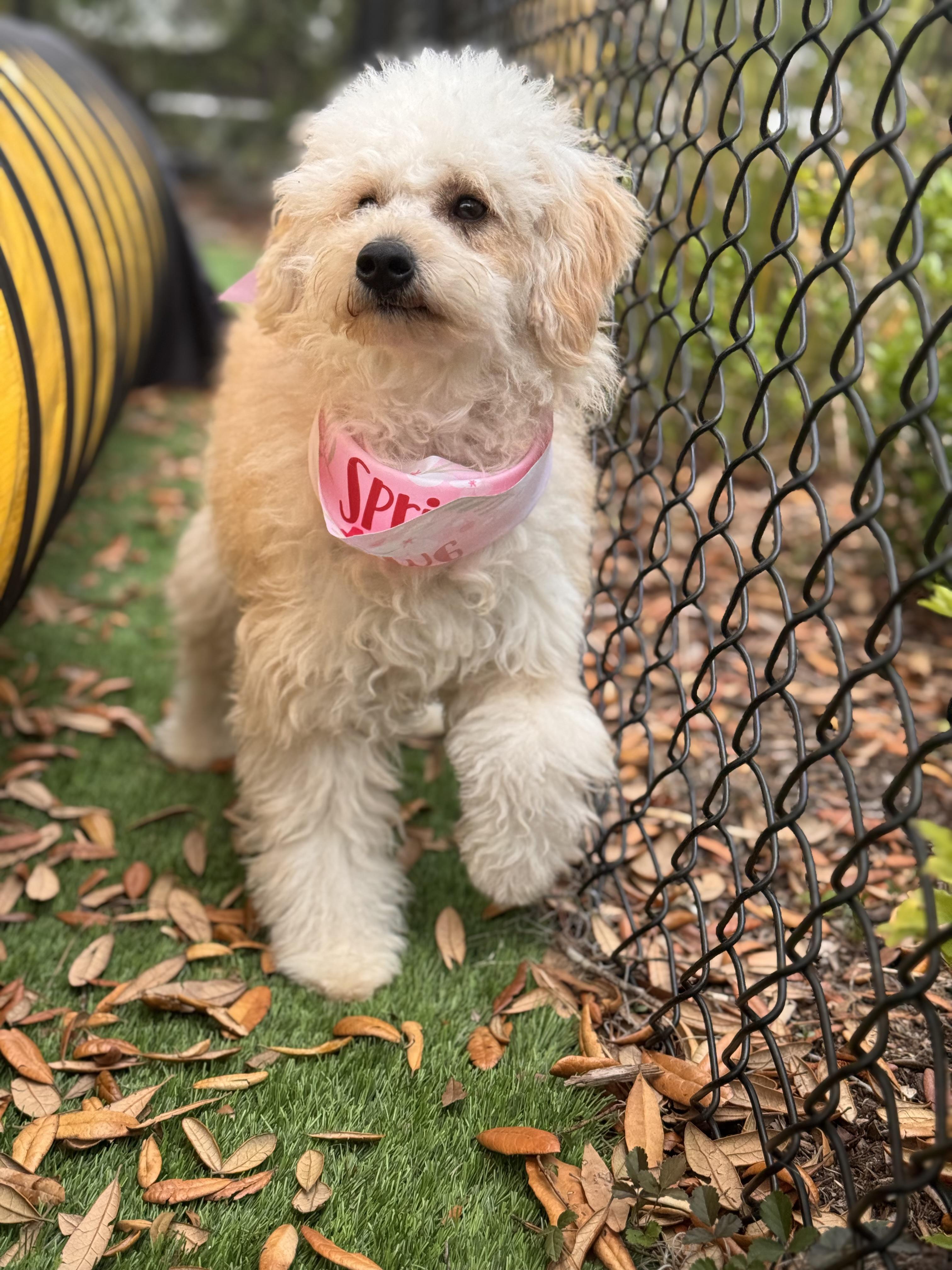 Enlarge Bella, an adopted Miniature Poodle in Pawleys Island, SC image 1/1