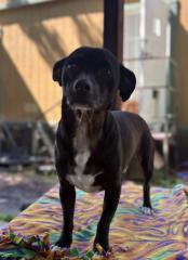 Little Black Dog, Adoptable, Young Male Terrier.
