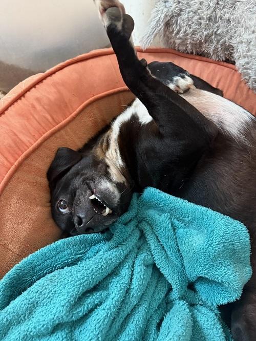 Little Black Dog, a Adoptable Terrier in Parlier, CA image 2/5