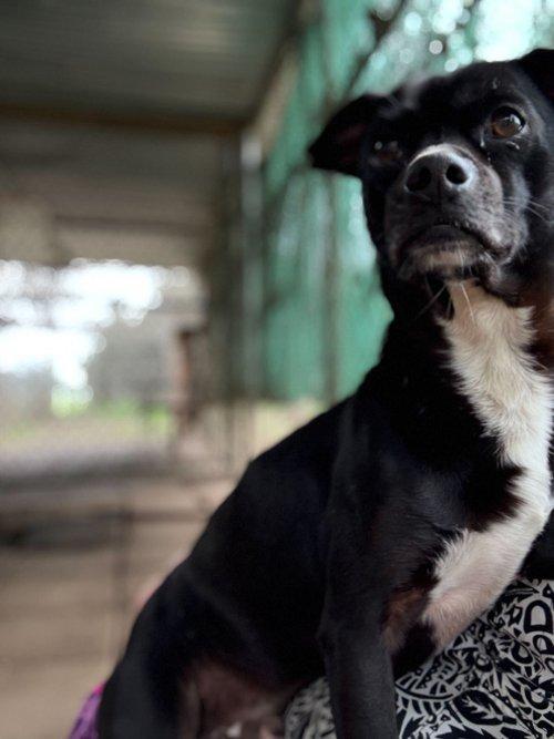 Little Black Dog, a Adoptable Terrier in Parlier, CA image 3/5