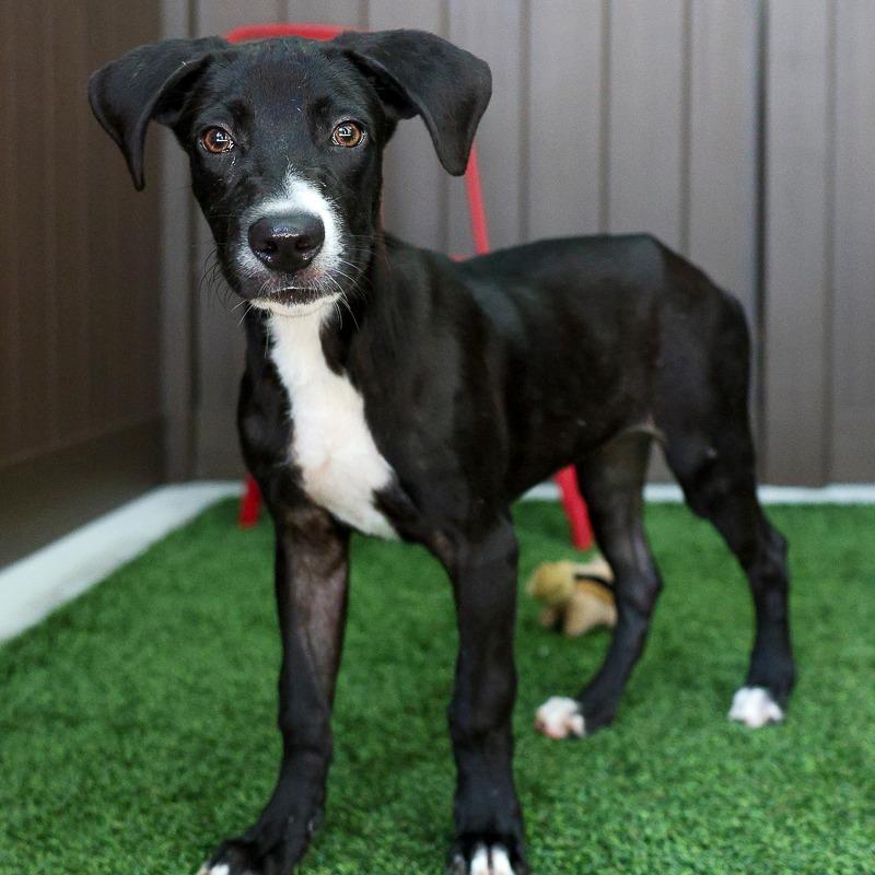 Enlarge Jenga, a Adoptable Mixed Breed in Bradenton, FL image 1/3
