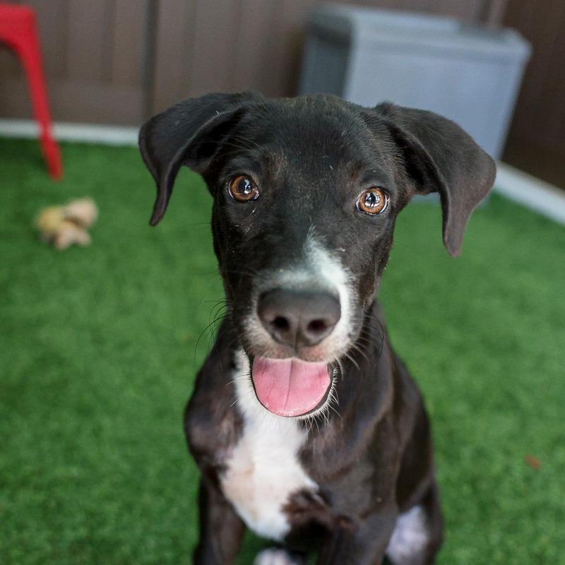 Enlarge Jenga, a Adoptable Mixed Breed in Bradenton, FL image 2/3