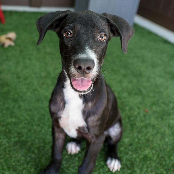 Enlarge Jenga, a Adoptable Mixed Breed in Bradenton, FL image 3/3
