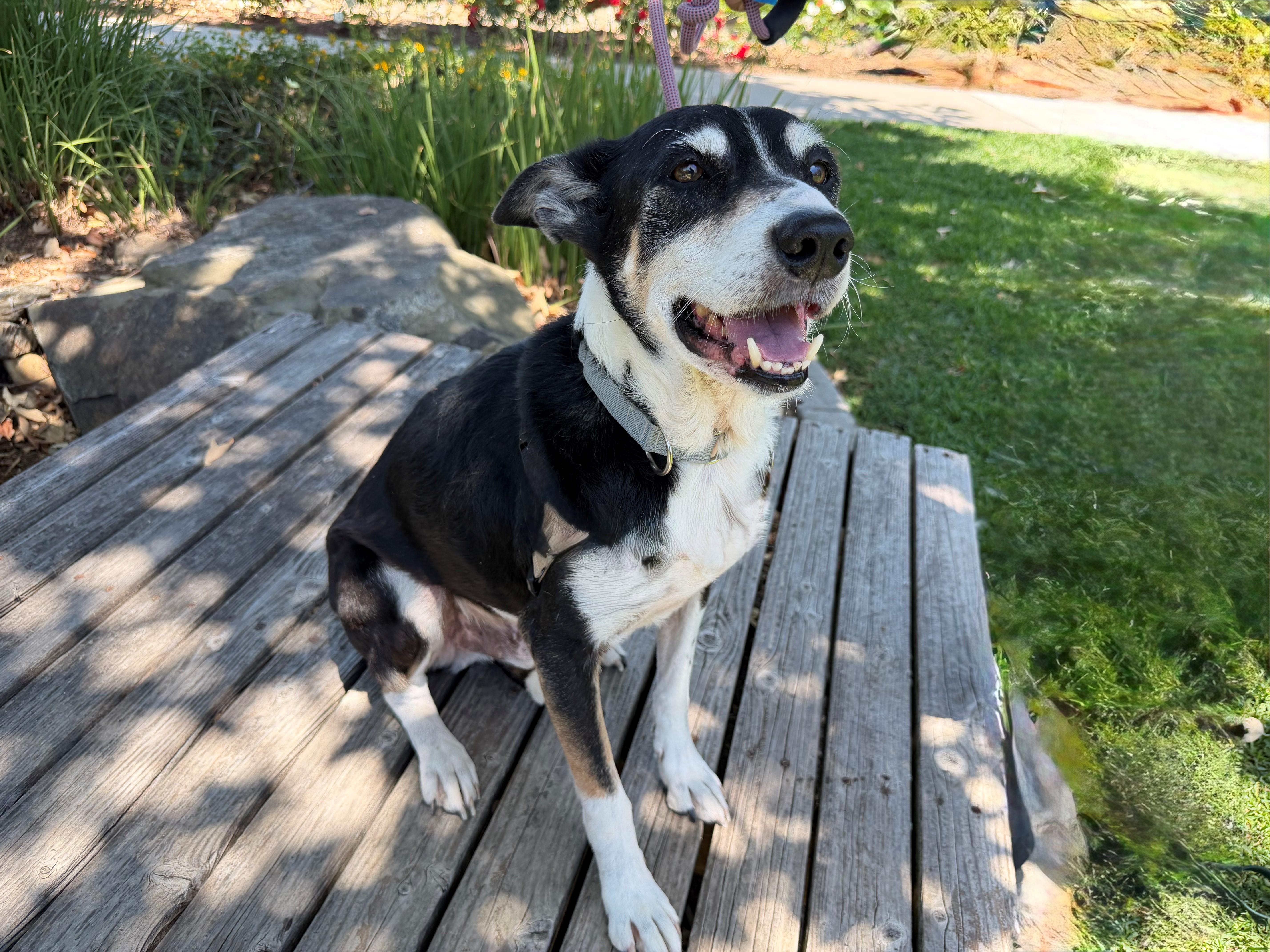 Quinn, ADOPTABLE, Senior Male Australian Shepherd.