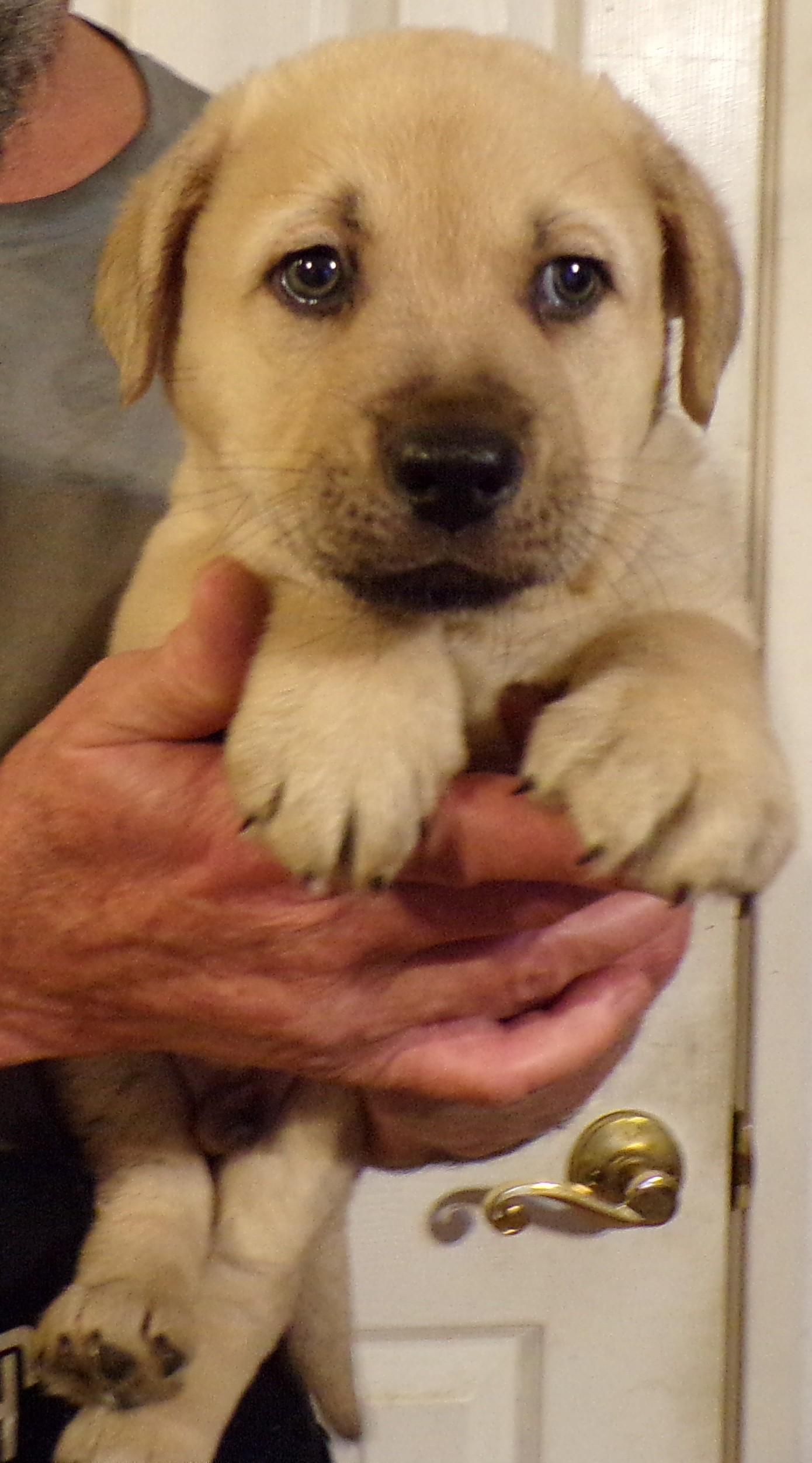 Enlarge CHEVY, a ADOPTABLE mixed breed in Corona, CA image 3/3