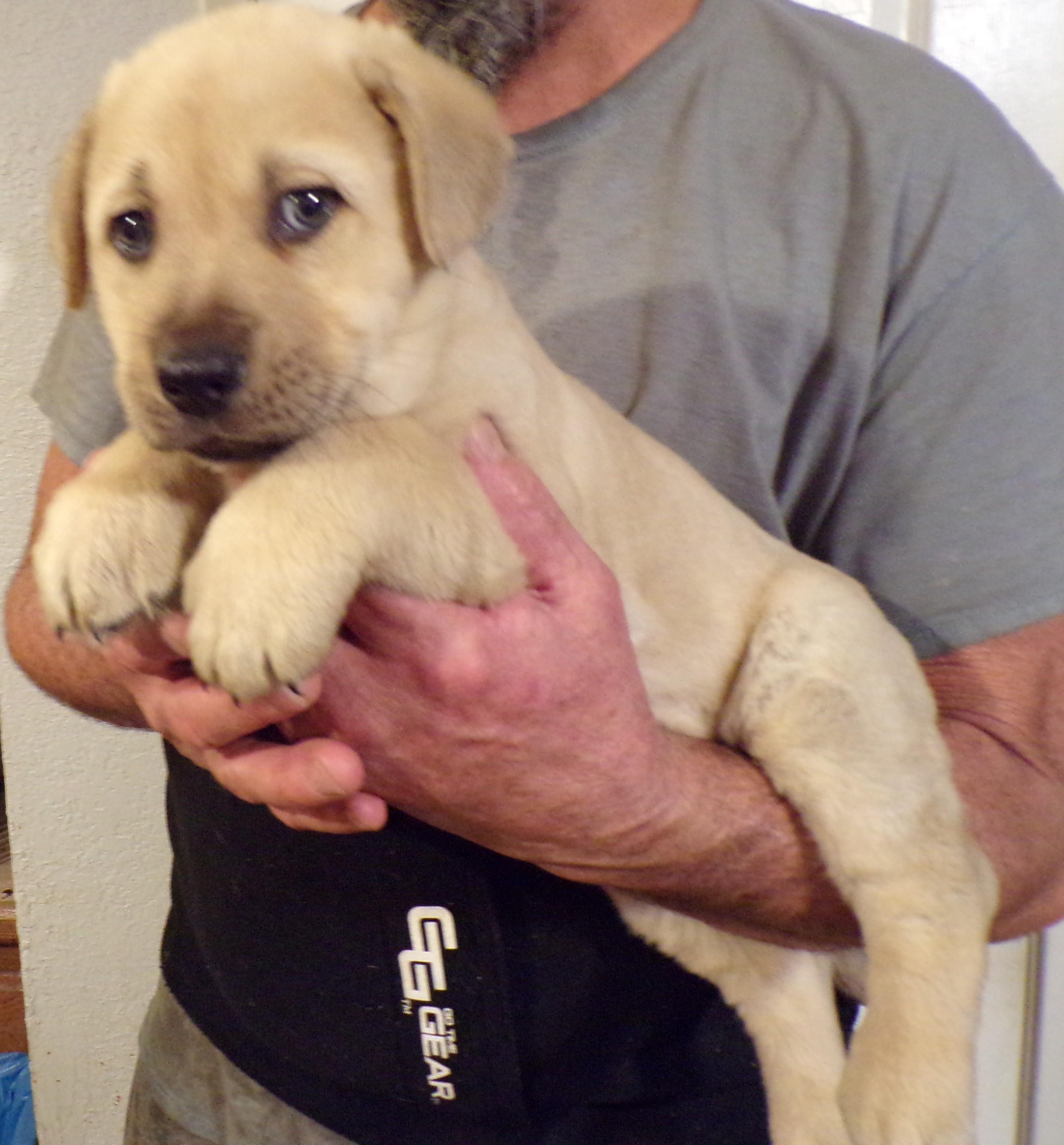 Enlarge CHEVY, a ADOPTABLE mixed breed in Corona, CA image 2/3