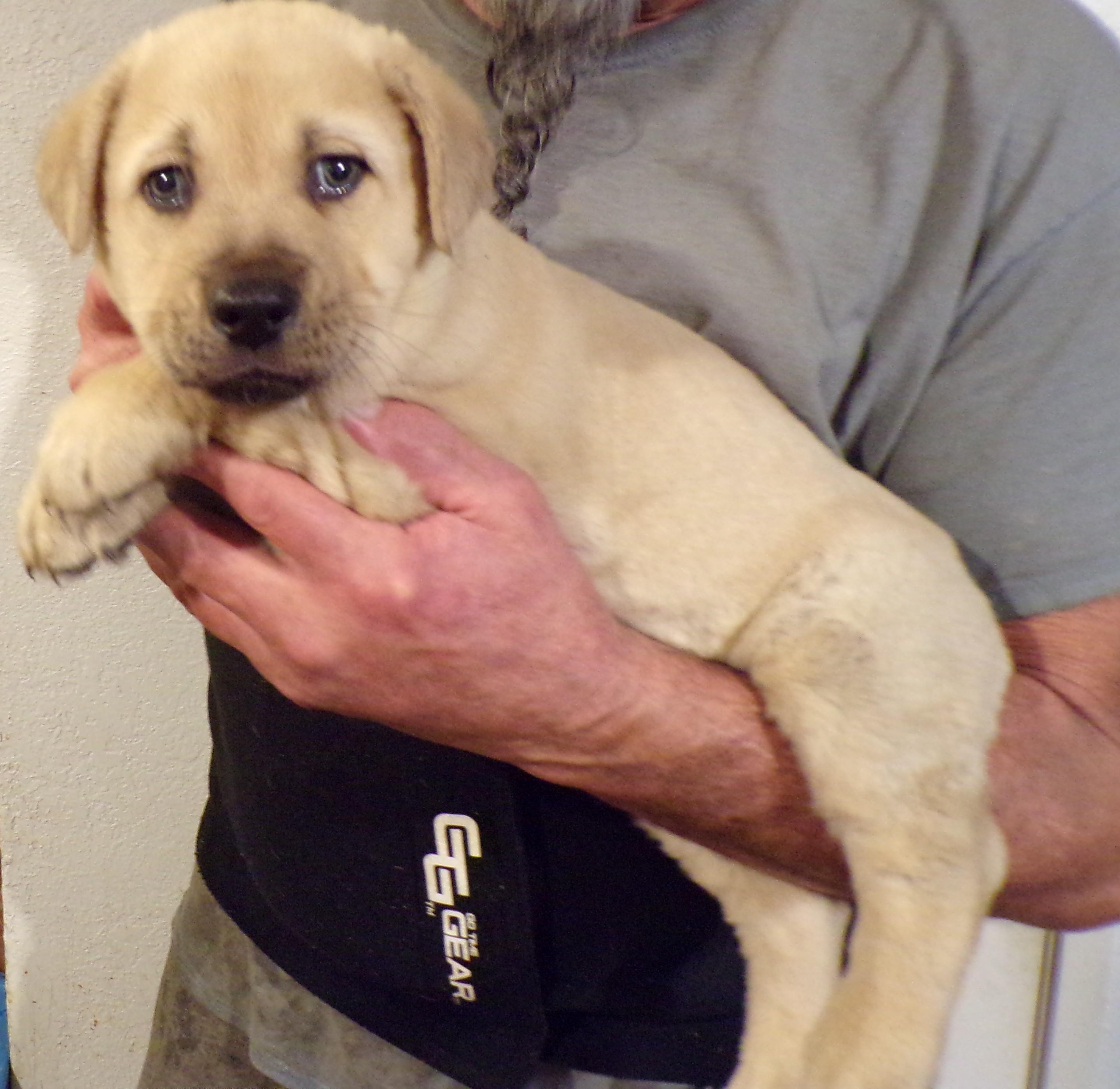 CHEVY, ADOPTABLE, Puppy Male Labrador Retriever & Shepherd.
