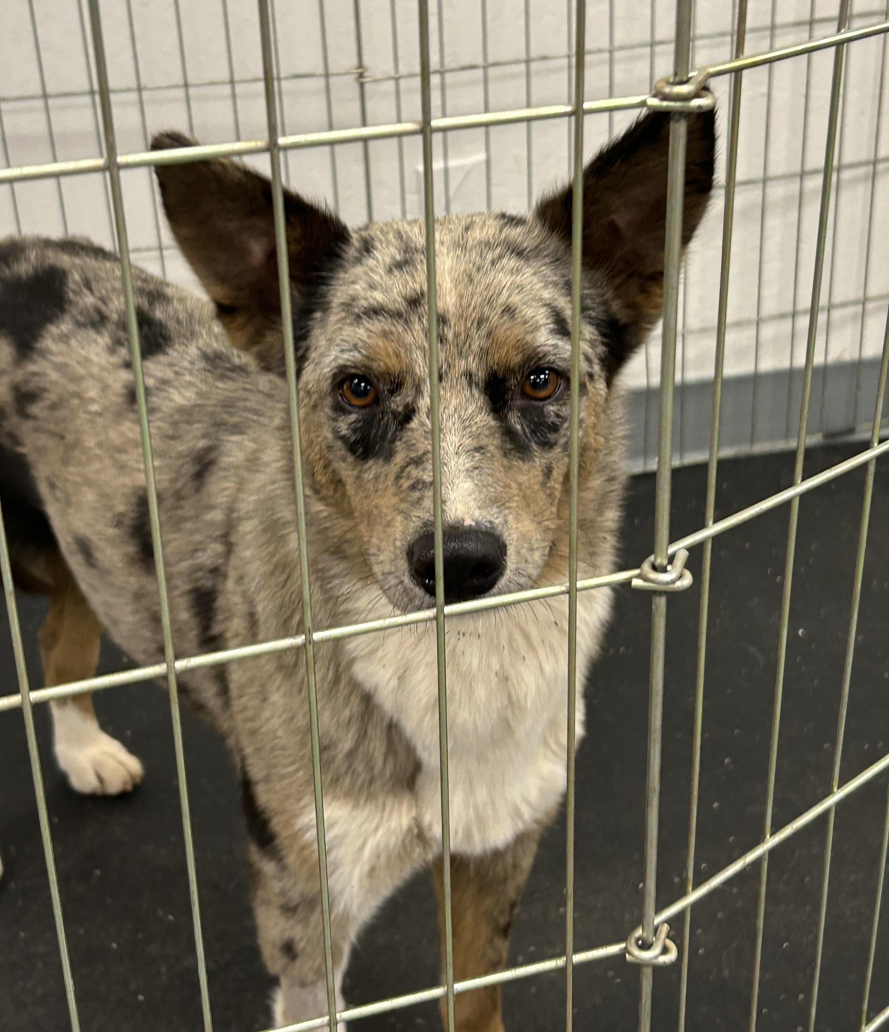 Enlarge Bryer, a Adoptable mixed breed in Paris, TX image 3/5