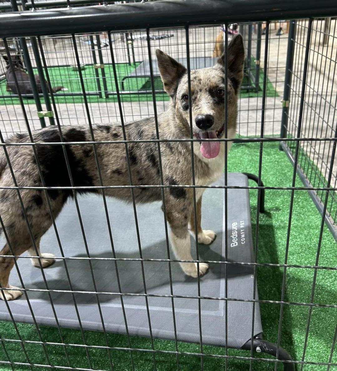 Enlarge Bryer, a Adoptable mixed breed in Paris, TX image 2/5