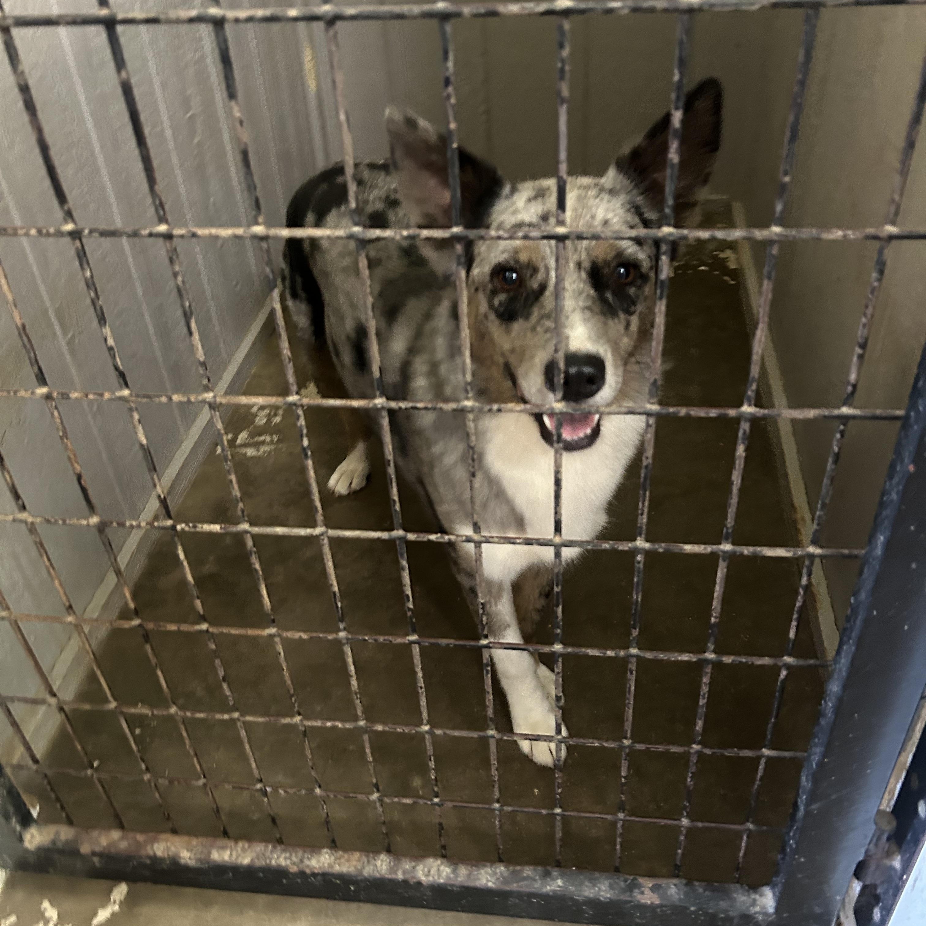 Bryer, a Adoptable mixed breed in Paris, TX image 6/6