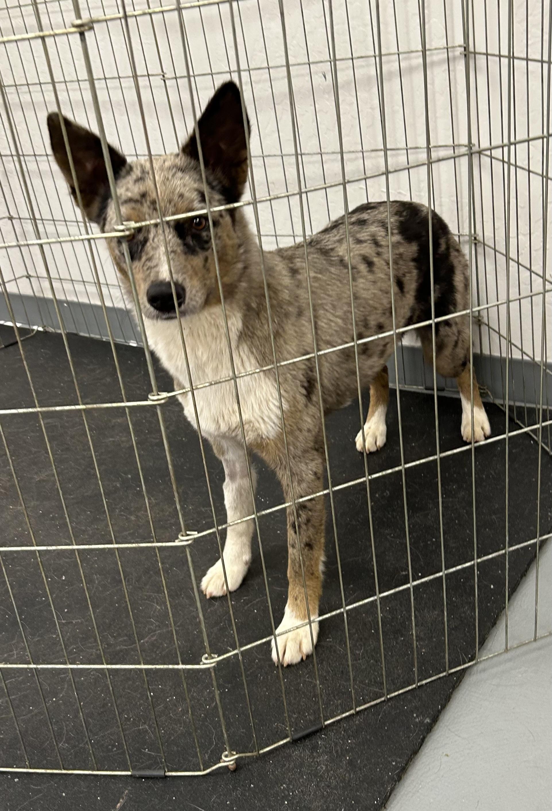 Enlarge Bryer, a Adoptable mixed breed in Paris, TX image 4/5