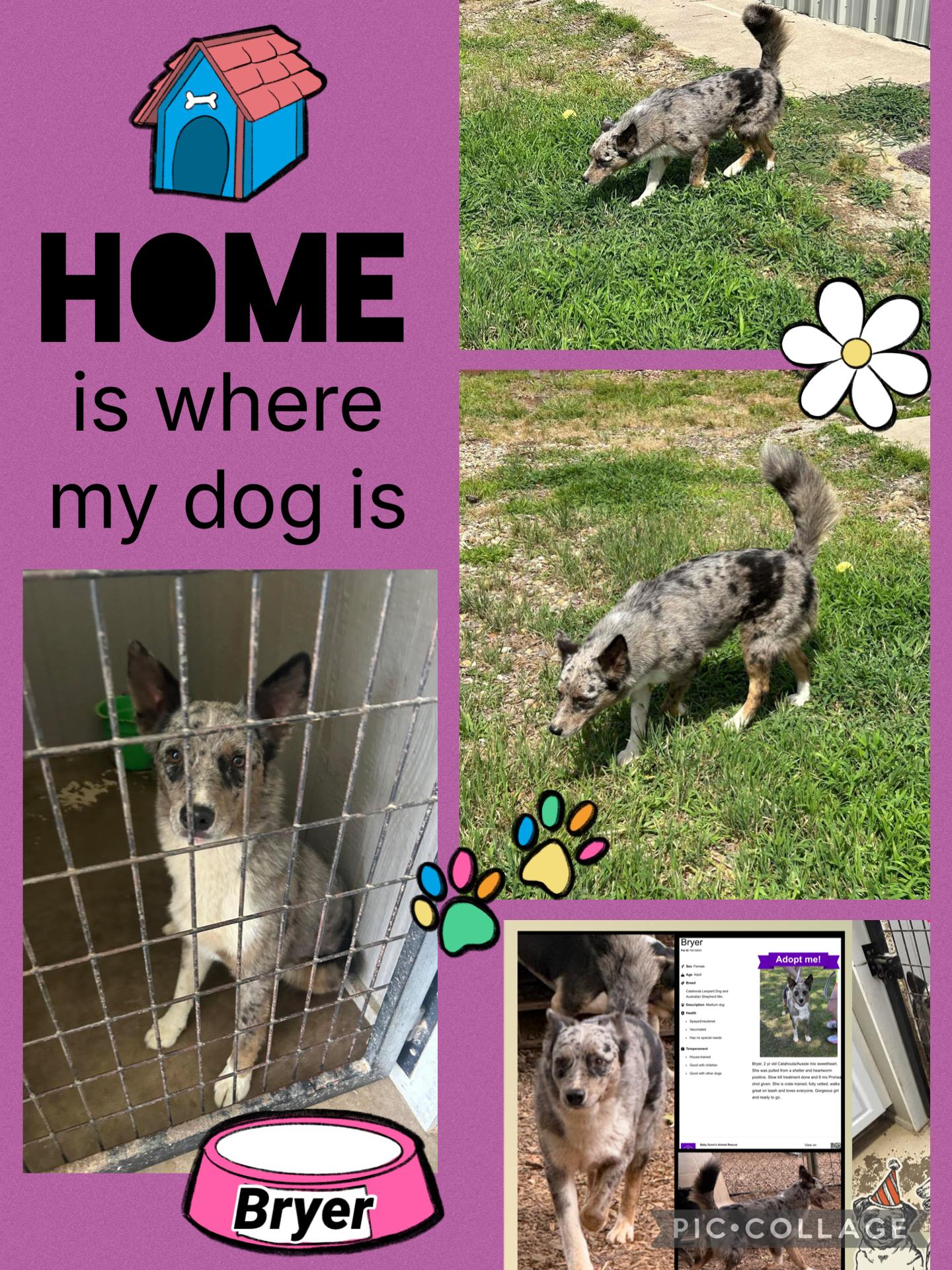 Bryer, a Adoptable mixed breed in Paris, TX image 1/6