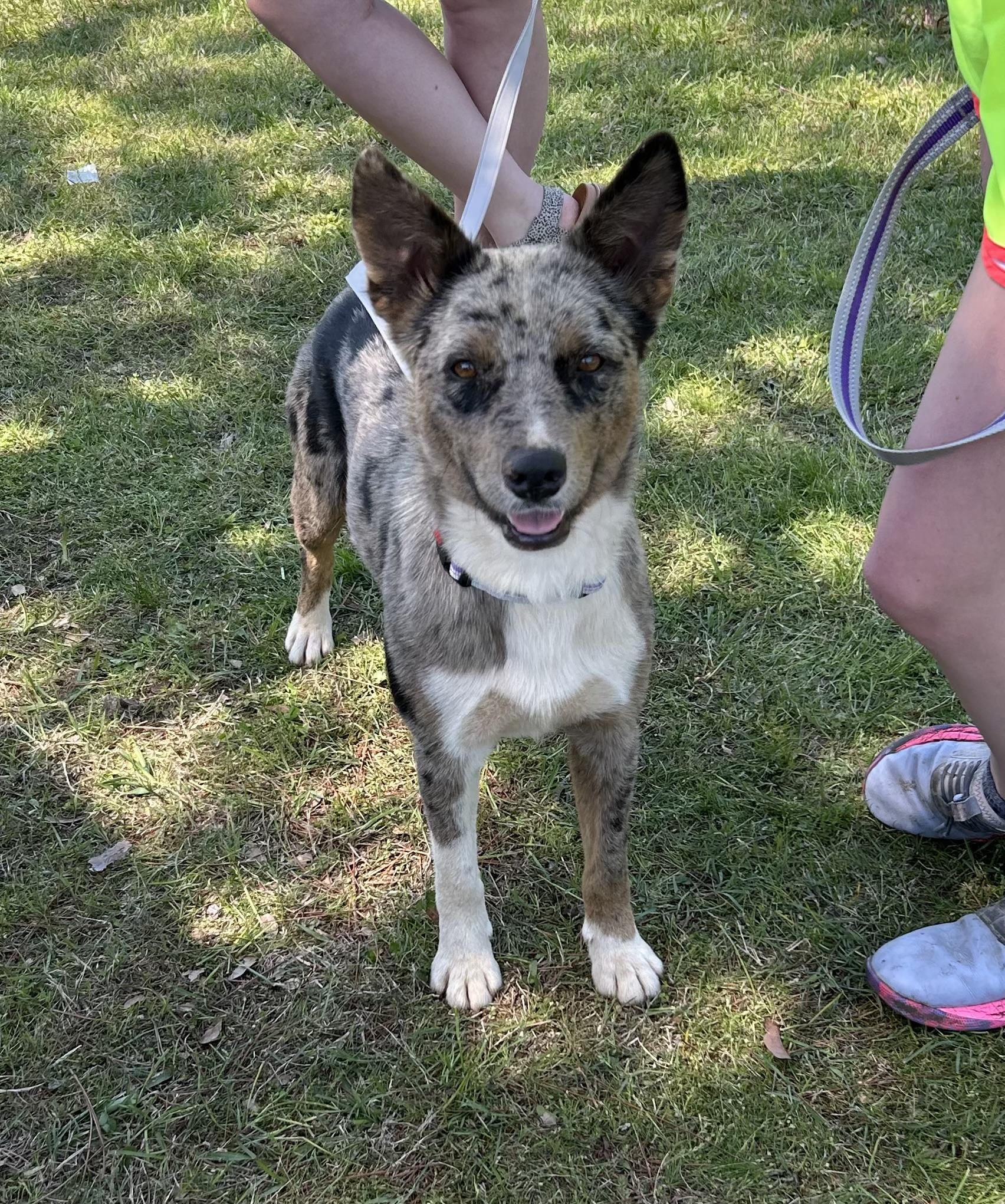 Enlarge Bryer, a Adoptable mixed breed in Paris, TX image 5/5