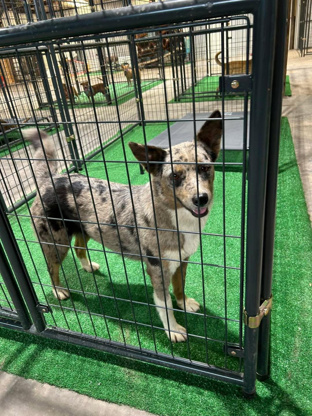 Bryer, Adoptable, Adult Female Catahoula Leopard Dog & Australian Shepherd.