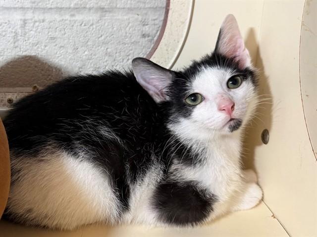WASABI, Adoptable, Kitten Male Domestic Short Hair.