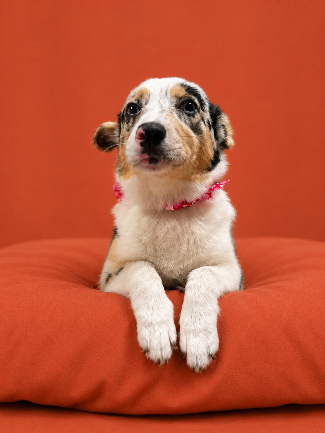Enlarge Abby, an adopted mixed breed in Hazleton, IA image 2/3