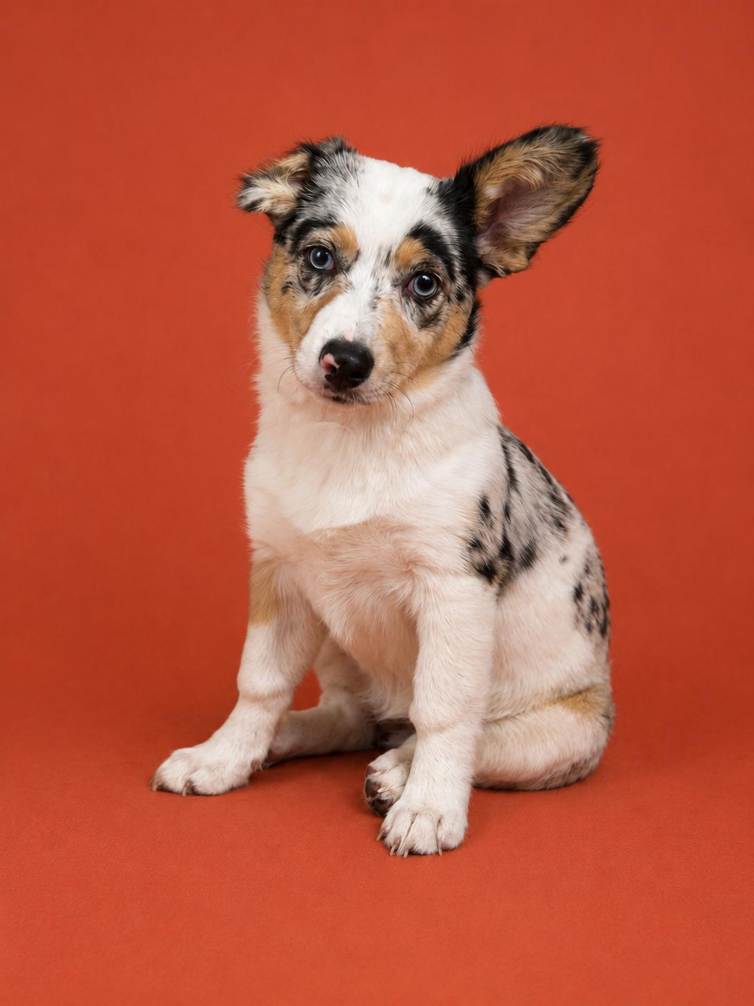 Abby, adopted, Puppy Female Corgi & Australian Shepherd.
