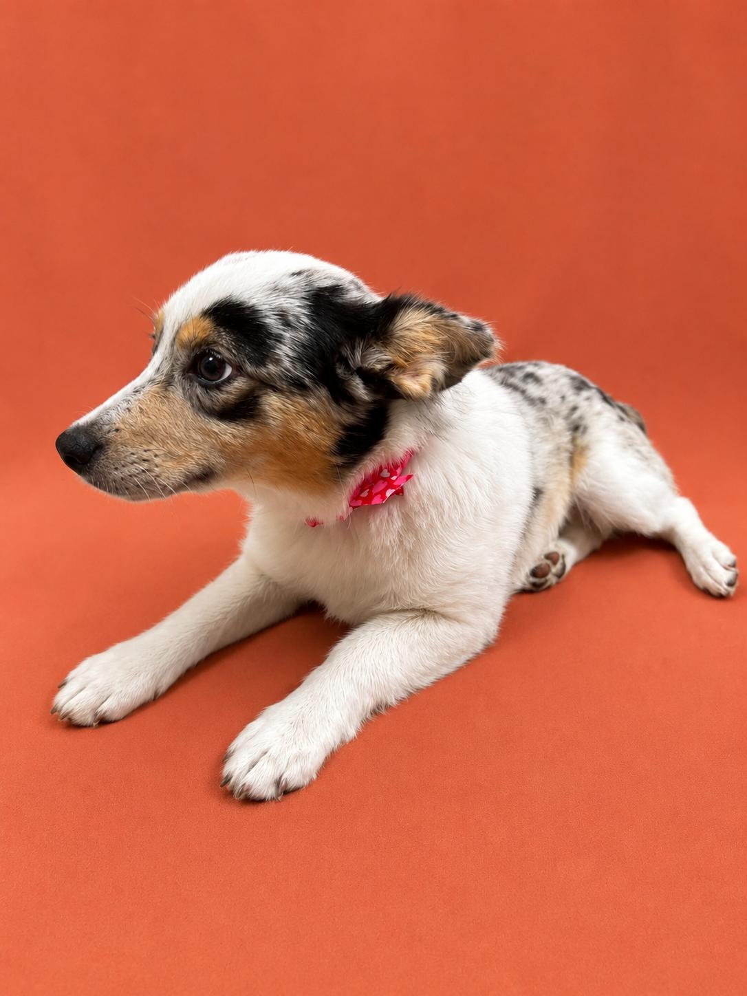 Enlarge Abby, an adopted mixed breed in Hazleton, IA image 3/3