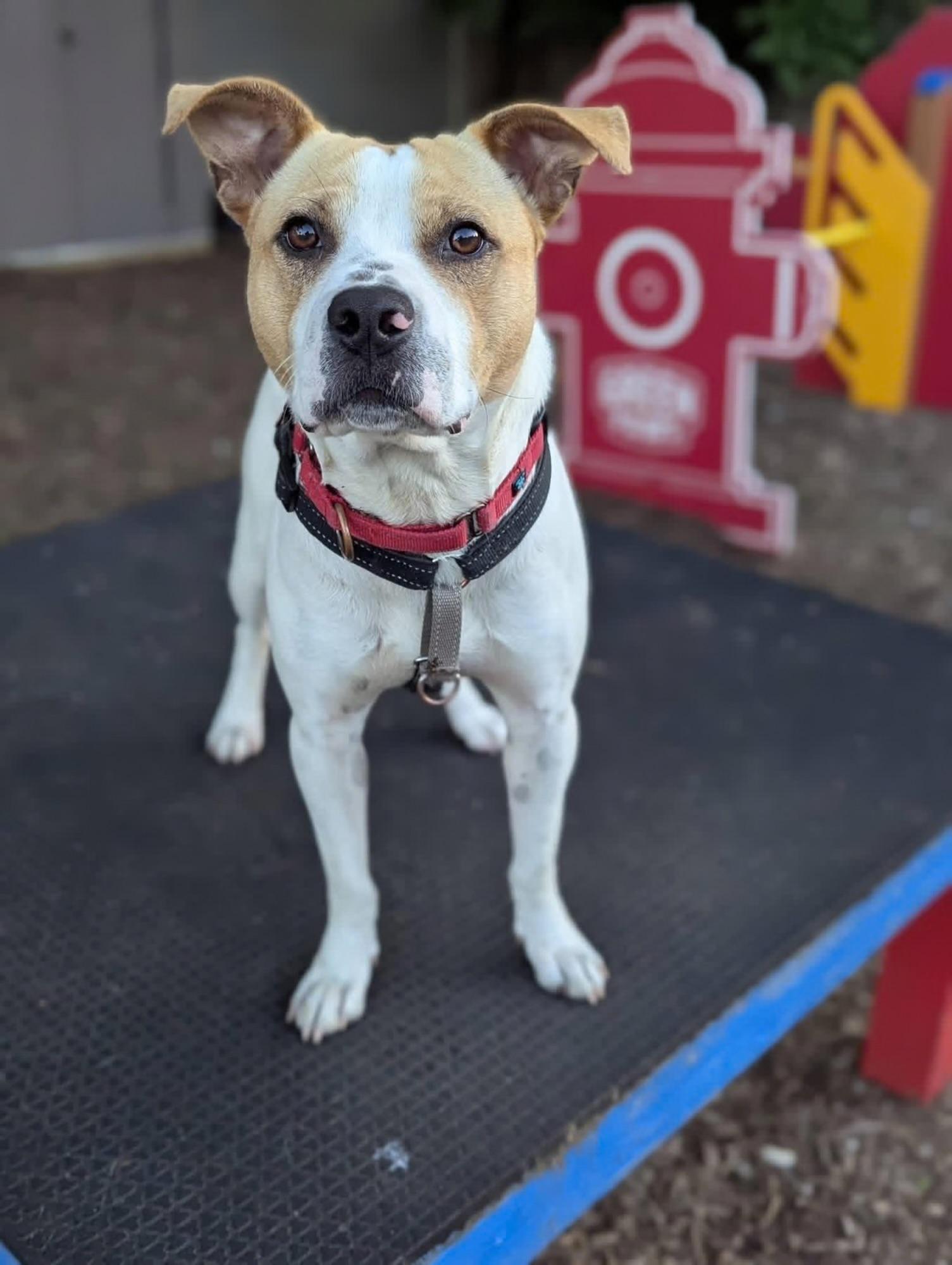 Spike, an adopted mixed breed in Columbia, MO image 1/2