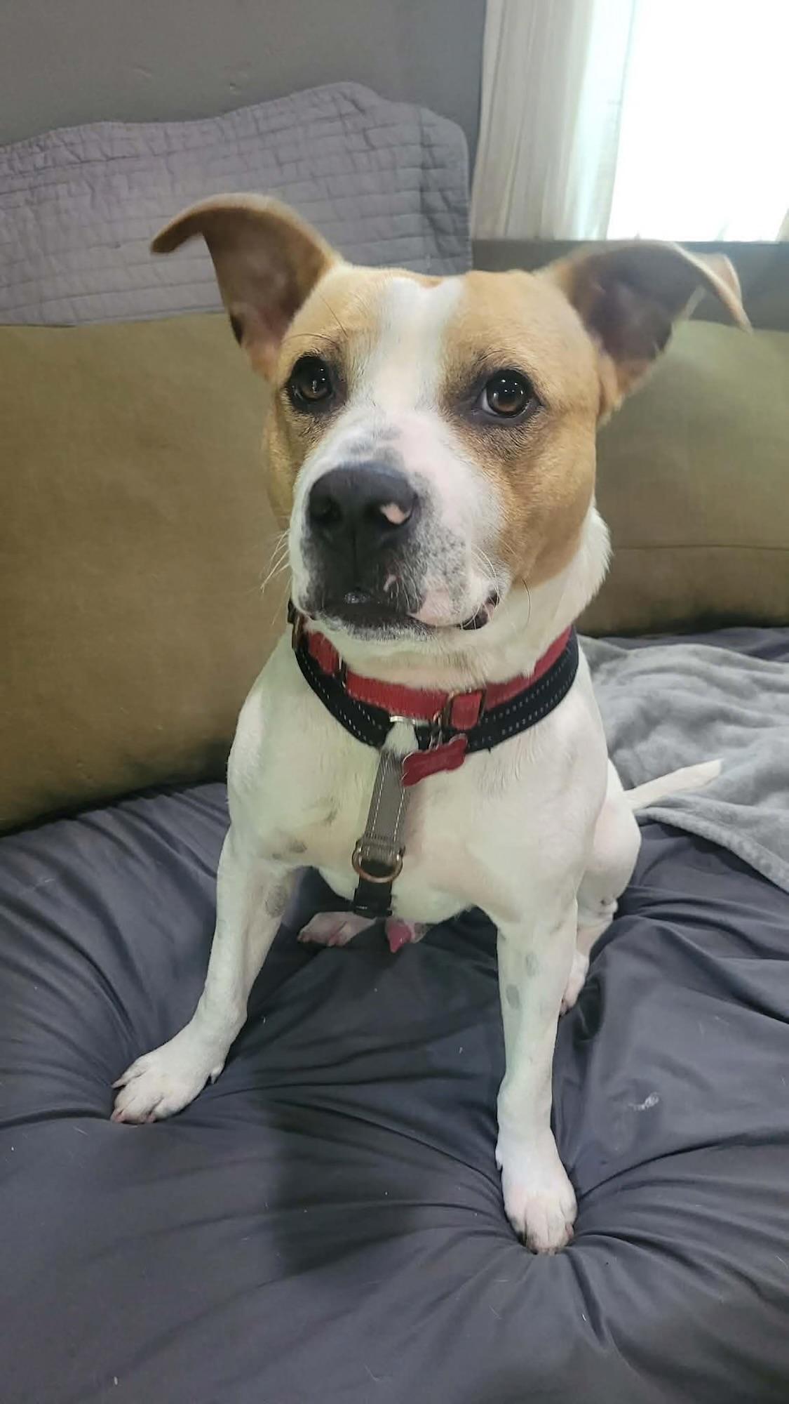 Spike, an adopted mixed breed in Columbia, MO image 2/2
