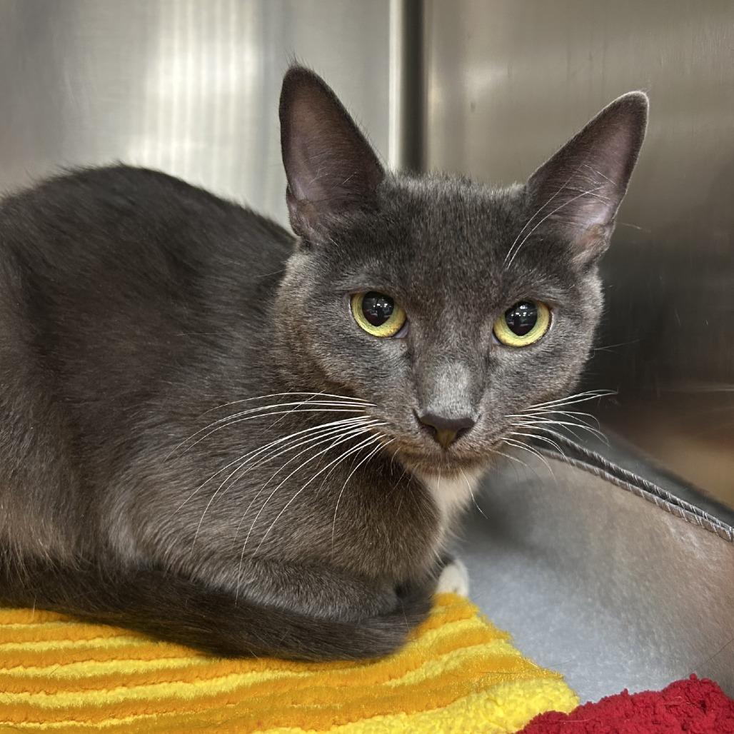 Amanda Rollins, Adoptable, Adult Female Domestic Short Hair & Domestic Short Hair.